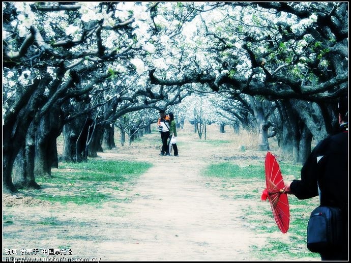 2011砀山梨花节随拍