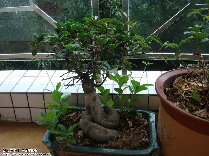 下大雨 没事拍拍阳台的植物+门前一整排的芒果树