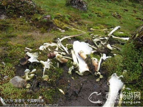 走过墨脱蚂蝗区:体验生与死的距离(转帖)