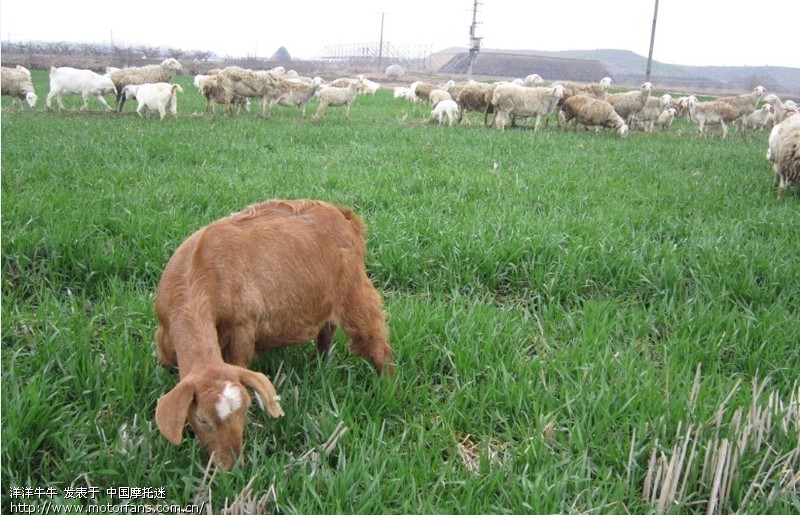 今天下午不下雨小跑一下(嘉定车友小游内有照