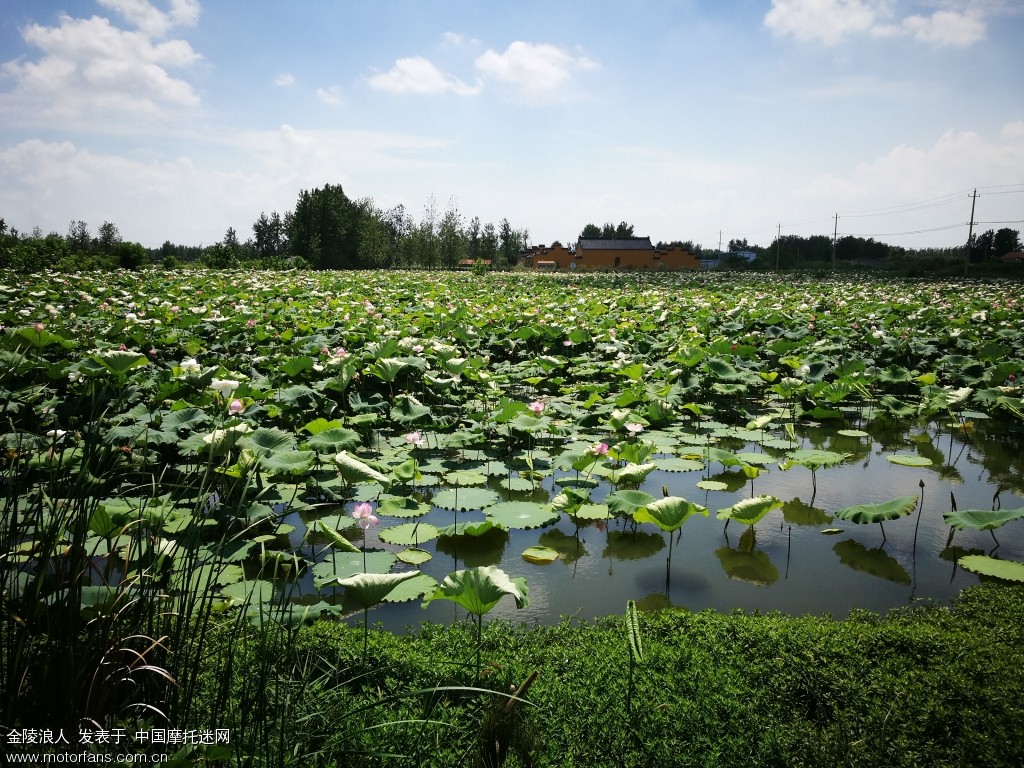 洪泽湖大堤 金湖荷花荡风景区