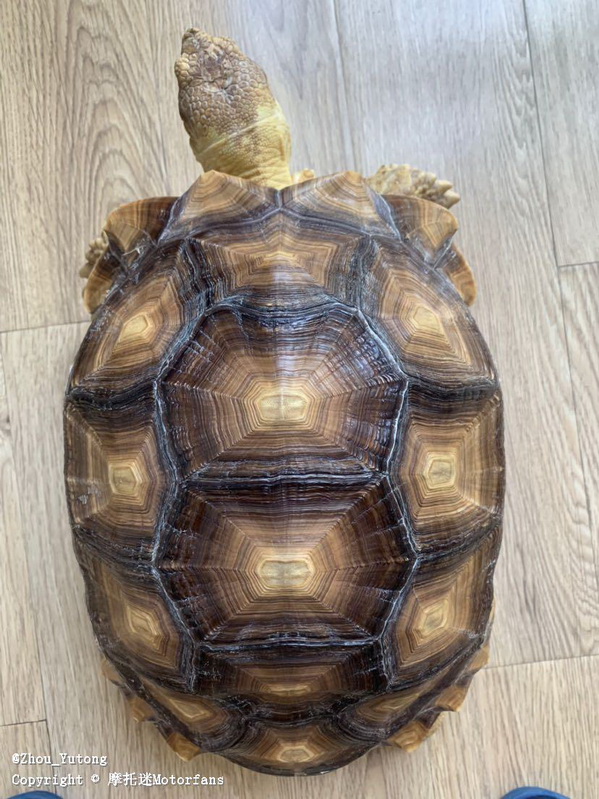 雅马哈大贸消息确认!