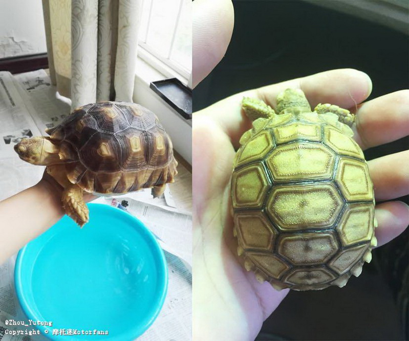 雅马哈大贸消息确认!