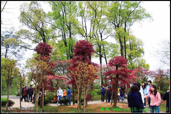 重庆时尚婚纱照_重庆南山樱花婚纱照