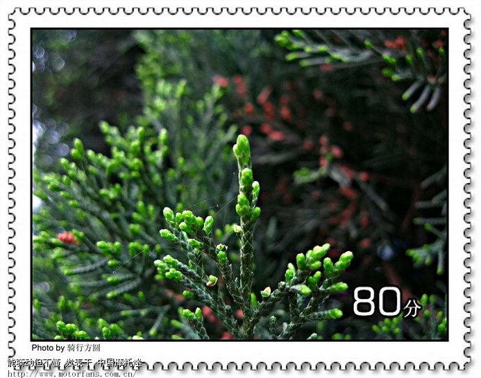 堂客们采蕨我拍照,其乐融融度周末